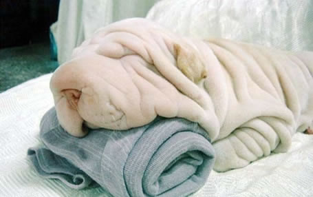 Cute Puppies Dogs on Dog Or A Towel  Don T Miss This Great Laughable Illusion Photograph