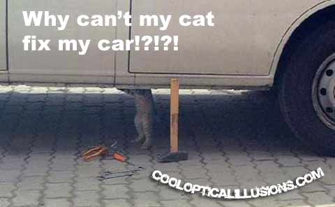 cat looks like it's trying to fix the car