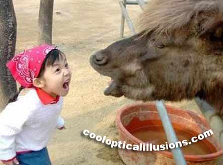 funny horse. funny kid and horse