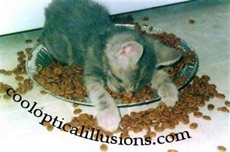 funny optical illusion picture