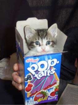 http://www.coolopticalillusions.com/funny/images/kitty_pop_tarts.jpg