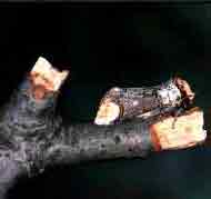 bug on stick illusion